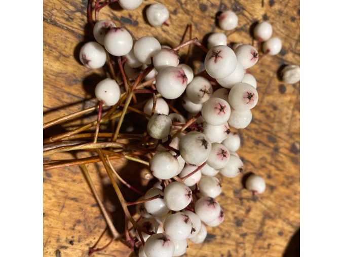 Sorbus forrestii