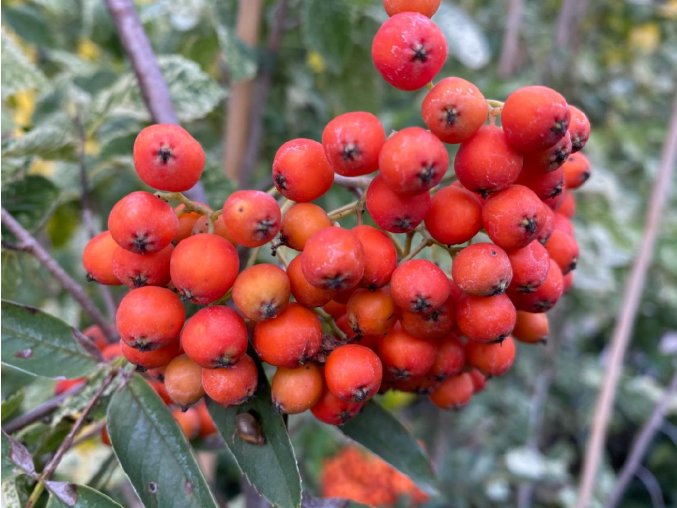 Sorbus 'Kubovaja' - jeřáb