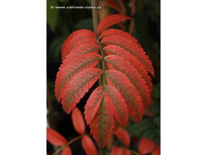 Sorbus 'Nevezhinskaja' - jeřáb