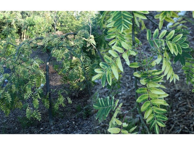 Sorbus 'Pendula Variegata' - jeřáb