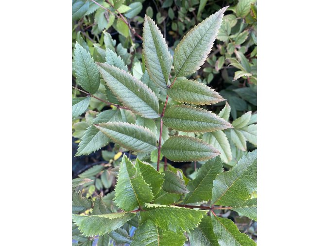 Sorbus sambucifolia - jeřáb bezolistý