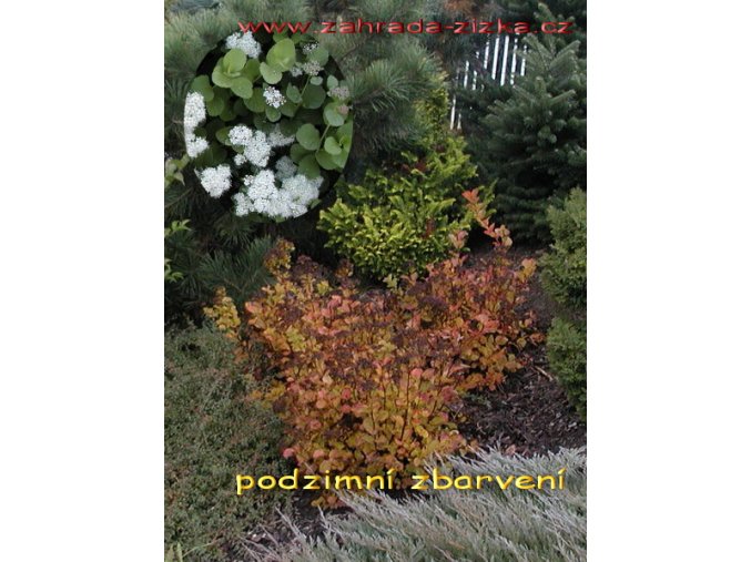 Spiraea betulifolia - tavolník březolistý