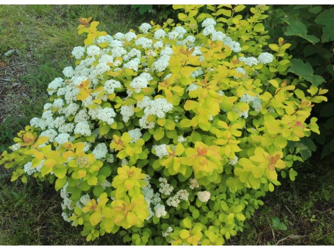 Spiraea betulifolia 'Tor Gold' - tavolník břízolistý