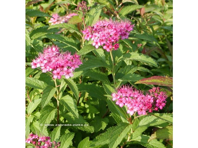 Spiraea bumalda (x) 'Antony Waterer' - tavolník nízký