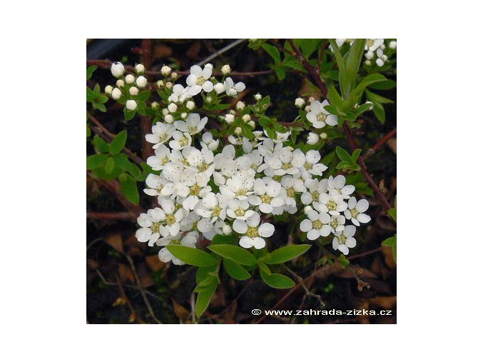 Spiraea cinerea 'Grefsheim' - tavolník popelavý