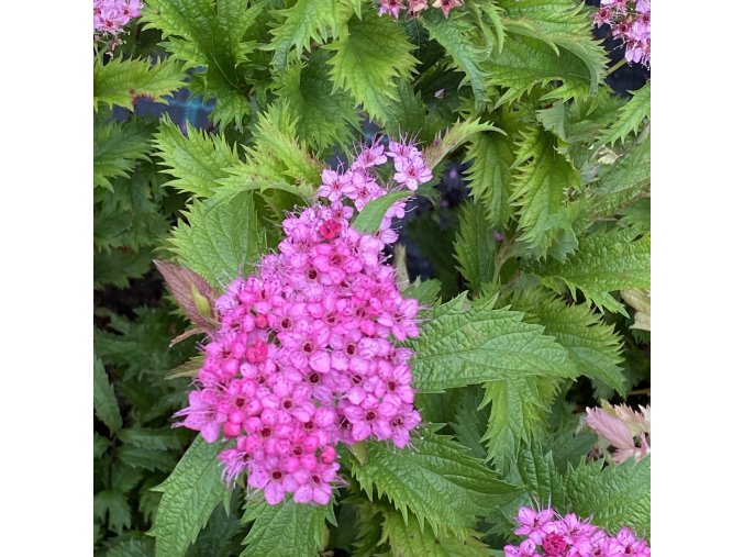 Spiraea japonica 'Crispa' - tavolník japonský