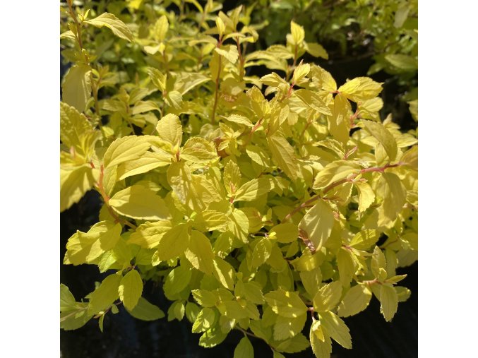 Spiraea japonica 'Golden Carpet' - tavolník japonský