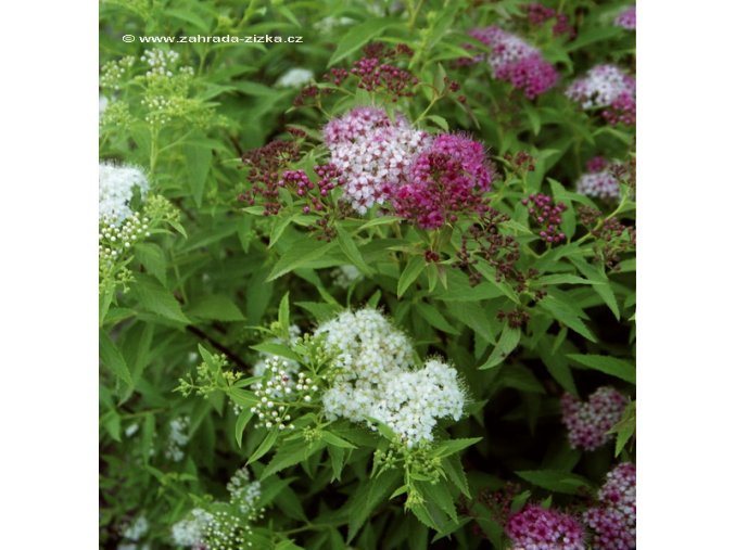 Spiraea japonica 'Shirobana' - tavolník japonský