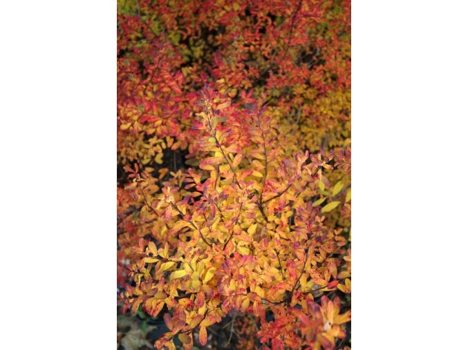 Spiraea nipponica 'Snowmound' - tavolník