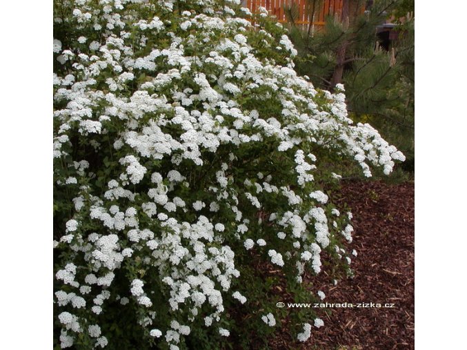 Spiraea vanhouttei (x) - tavolník van Houtteův