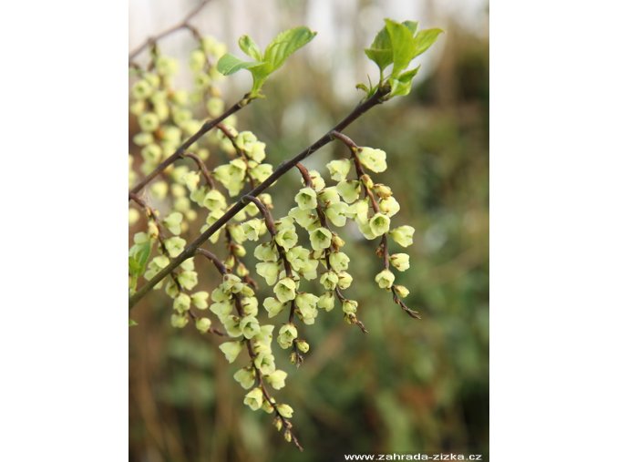 Stachyurus chinensis 'Celina' - ocasnatec čínský