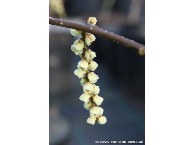 Stachyurus praecox