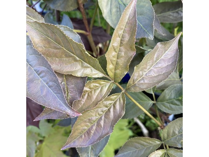 Staphylea colchica 'Black Beauty'