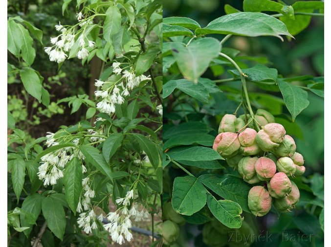 Staphylea pinnata - klokoč zpeřený