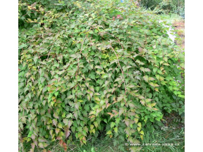 Stephanandra incisa 'Crispa' - korunatka klanná