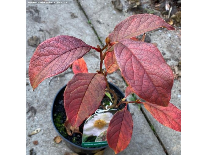 Stewartia pseudocamelia 'Julia' - stevarcie kaméliovitá