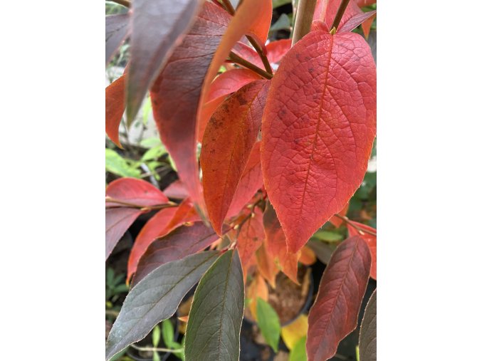 Stewartia rostrata - stevarcie vonná