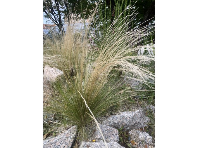 Stipa tenuissima - kavyl péřovitý