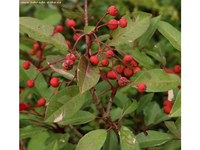 Stranvaesia davidiana syn. Photinia davidiana 'Palette' - blýskavka Davidova