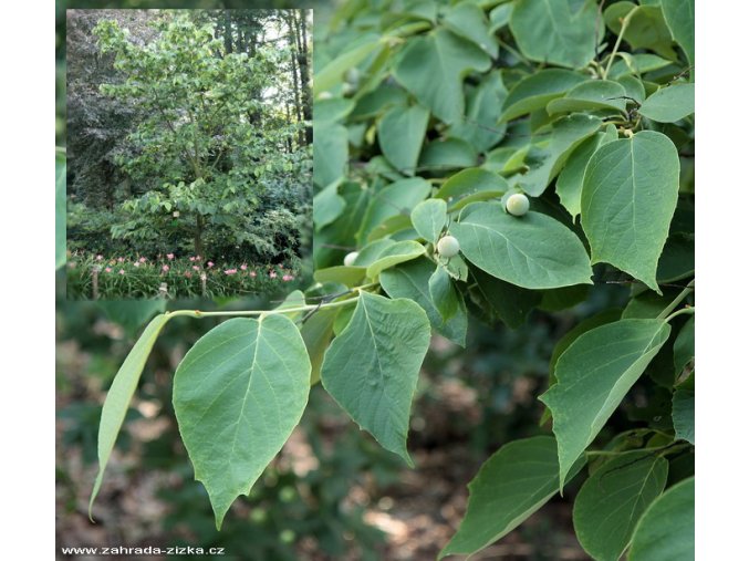 Styrax obassia - sturač okrouhlolistý