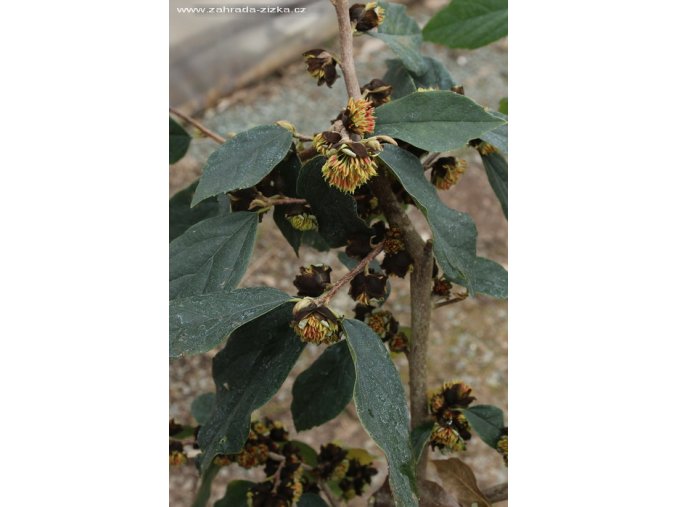 Sycoparrotia semidecidua - sycoparotia