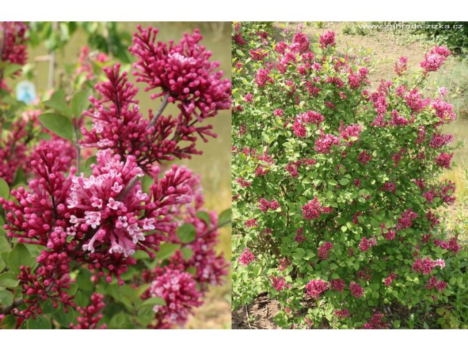 Syringa 'Baibelle' Tinkerbelle - šeřík