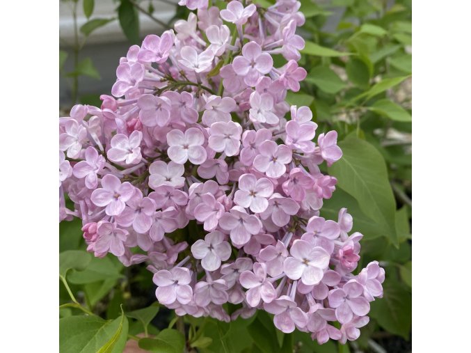 Syringa hyacinthiflora (x) 'Maiden's Blush' - šeřík hyacintokvětý