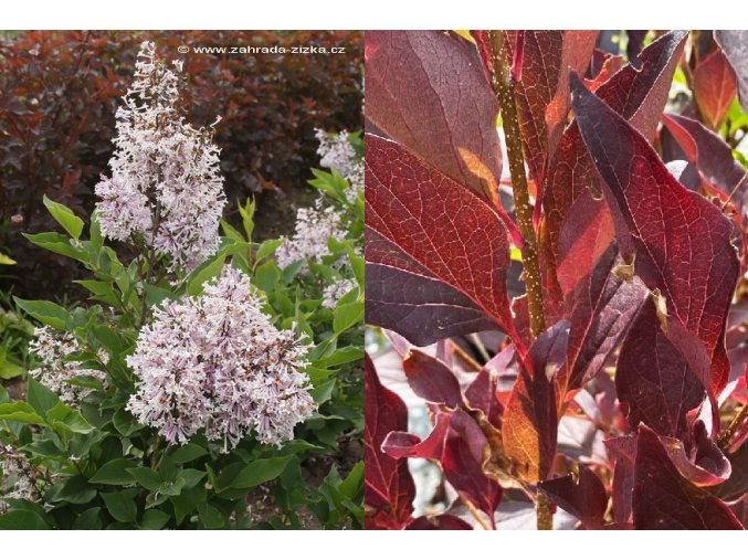 Syringa 'Josée' - šeřík