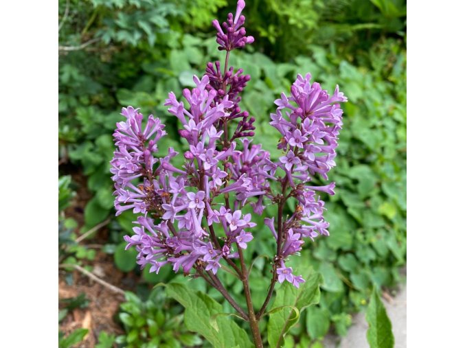 Syringa 'Kornik' - šeřík