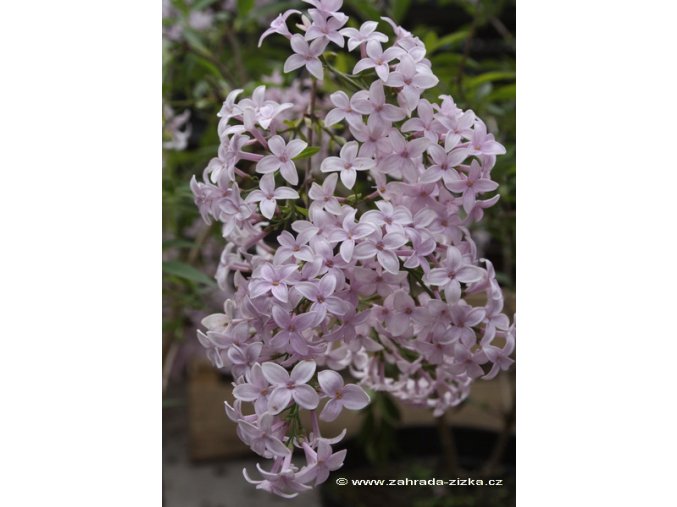 Syringa persica - šeřík perský