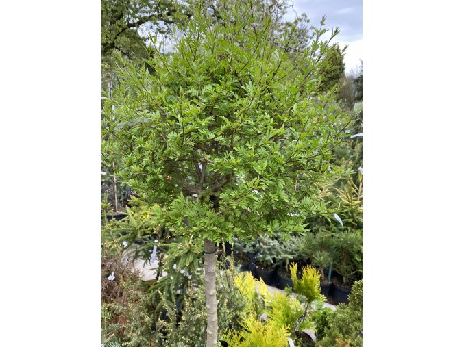 Syringa persica kmínek - šeřík perský