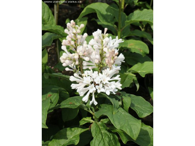 Syringa prestoniae (x) 'Agnes Smith' - šeřík Prestonové