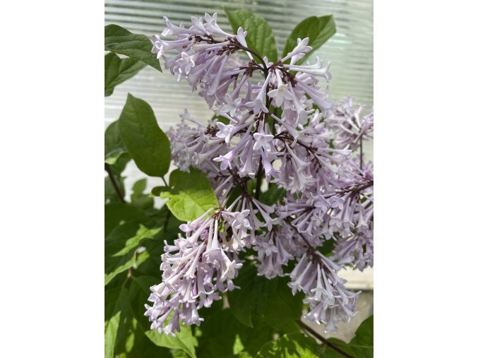 Syringa prestoniae (x) 'Diane' - šeřík Prestonové