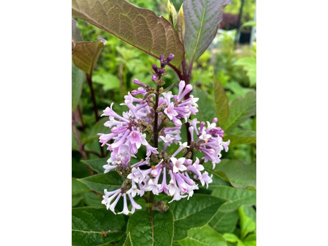 Syringa prestoniae (x) 'Donald Wyman' - šeřík Prestonové