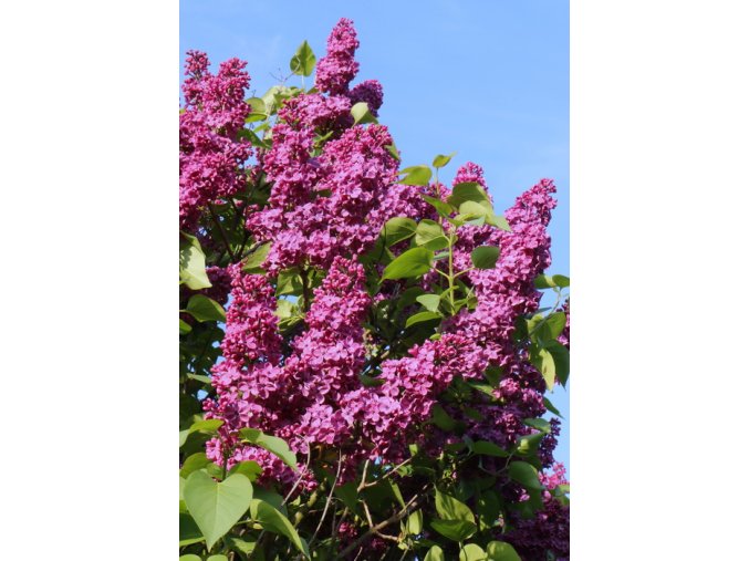 Syringa vulgaris 'Andenken an Ludwig Spaeth' - šeřík obecný