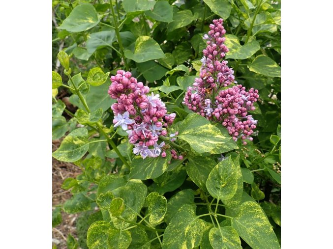 Syringa vulgaris 'Aucubaefolia' kmínek - šeřík obecný