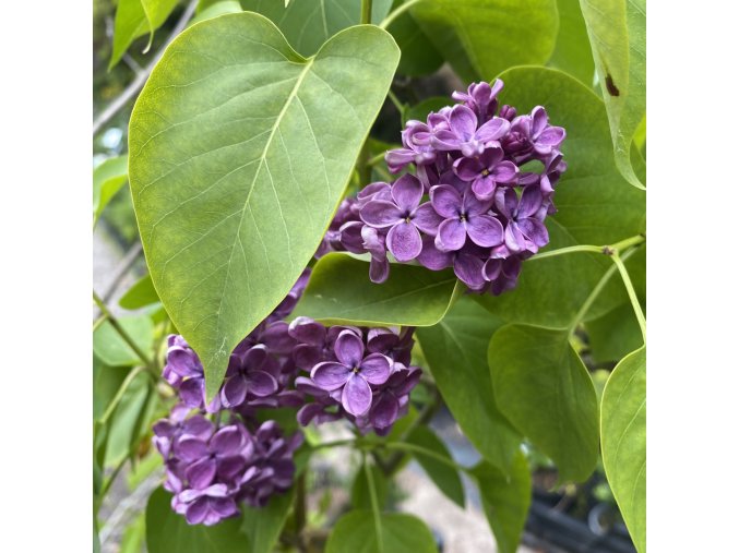 Syringa vulgaris 'Etna' - šeřík obecný