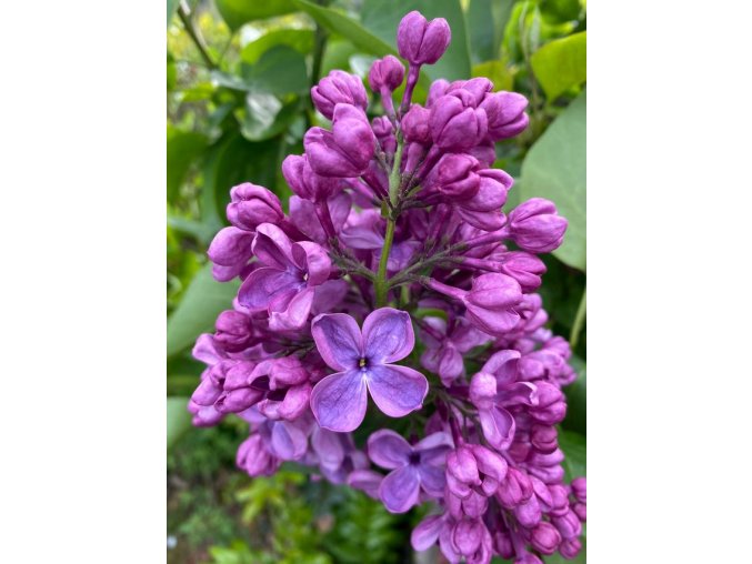 Syringa vulgaris 'Massena' - šeřík obecný