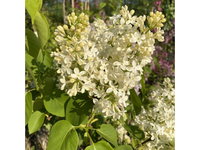 Syringa vulgaris 'Primrose - šeřík obecný