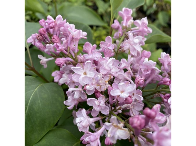 Syringa vulgaris 'Żemczużina' - šeřík obecný