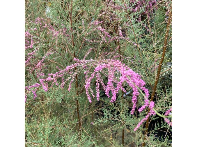 Tamarix pentandra 'Pink Cascade' - tamaryšek pětimužný