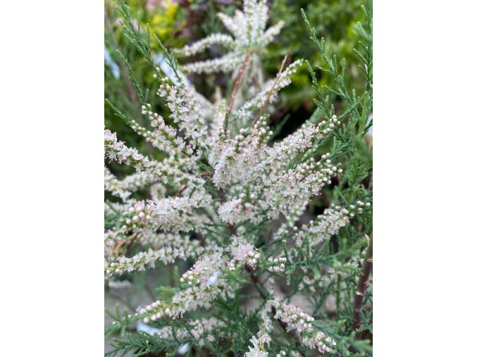 Tamarix ramosissima 'Hulsdonk White' - tamaryšek