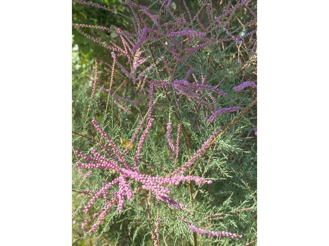 Tamarix ramosissima 'Rubra' - tamaryšek kaspický
