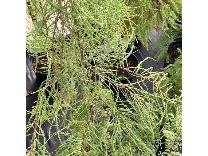 Taxodium ascendens - tisovec vystoupavý