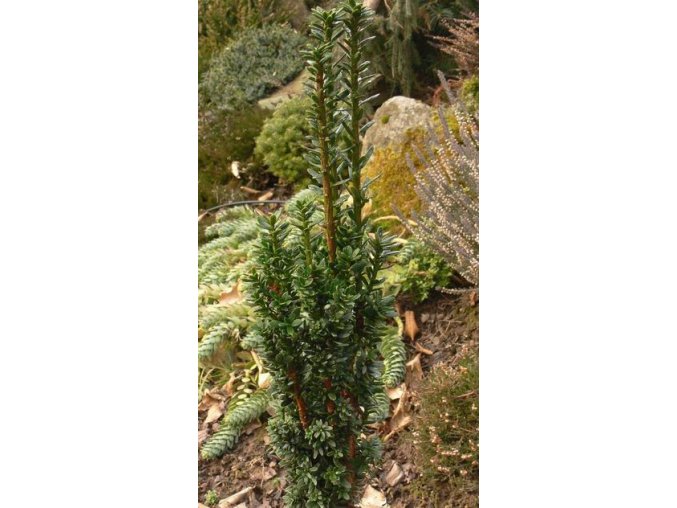 Taxus baccata 'Great Column' - tis červený