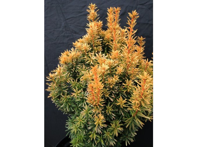 Taxus baccata 'Peter' - tis červený