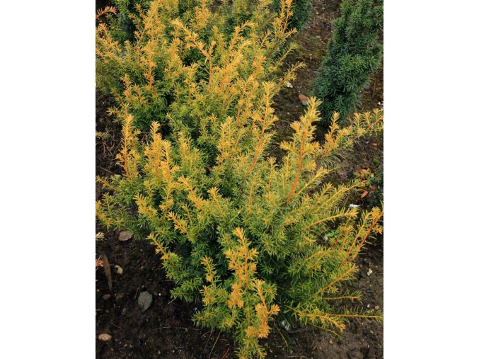 Taxus baccata 'Semperaurea' - tis červený