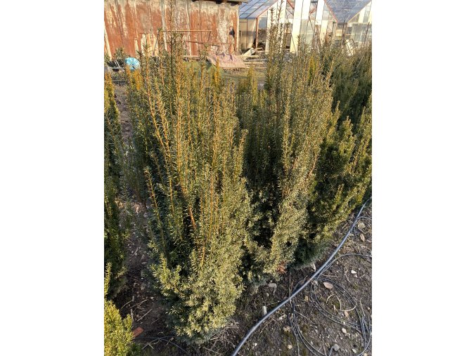 Taxus media 'Hicksii' - tis prostřední