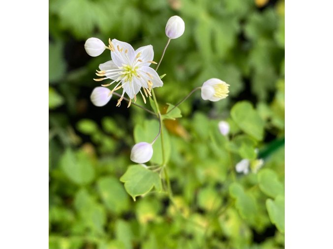 Thalictrum delavayi - žluťucha