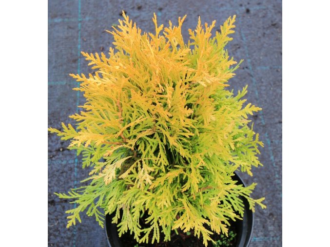 Thuja occidentalis 'Amber Glow' - zerav západní